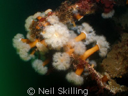 Image taken on the wreck of the Tapti off the coast of Co... by Neil Skilling 
